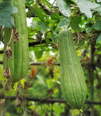 BIO Lufa válcovitá - Luffa cylindrica - bio semena - 8 ks