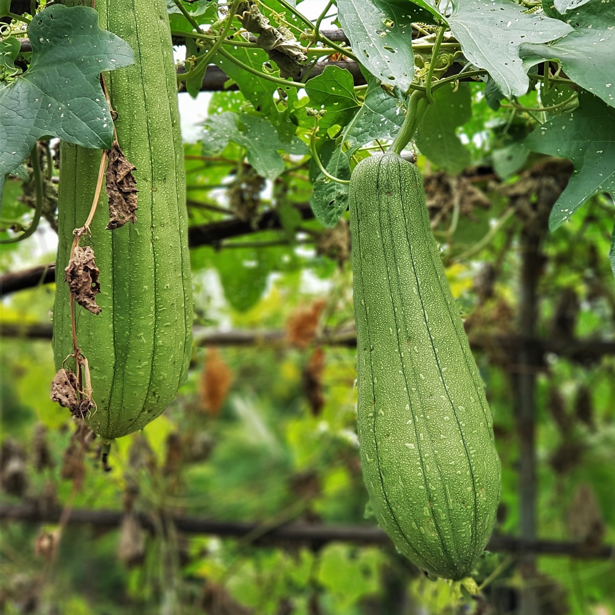 BIO Lufa válcovitá - Luffa cylindrica - bio semena - 8 ks