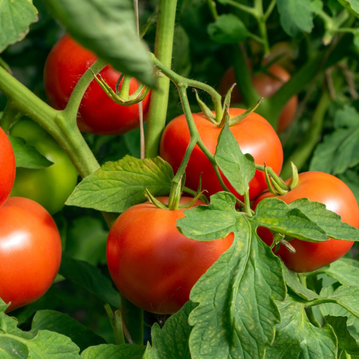 Rajče Dalimil - Solanum lycopersicum - semena - 0,1 g