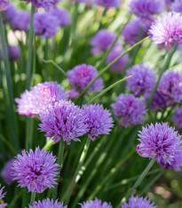 Pažitka Staro - výsevný disk - 1 ks