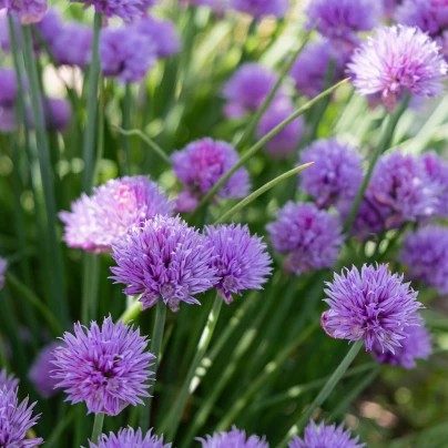 Pažitka Staro - výsevný disk - 1 ks