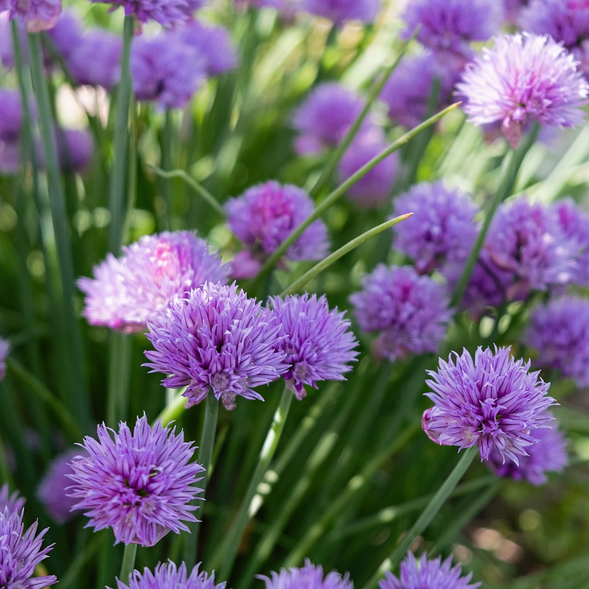 Pažitka Staro - výsevný disk - 1 ks