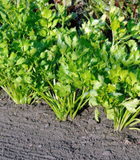 Celer řapíkatý Merlin - Apium graveolens var. - semena - 300 ks