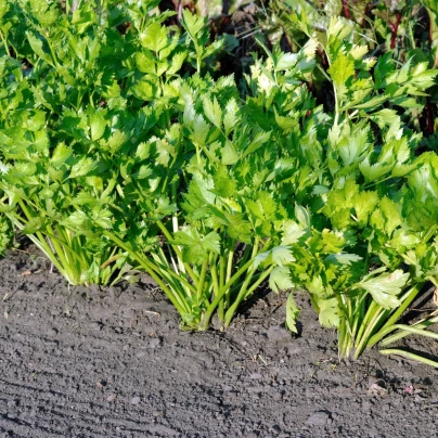 Celer řapíkatý Merlin - Apium graveolens var. - semena - 300 ks