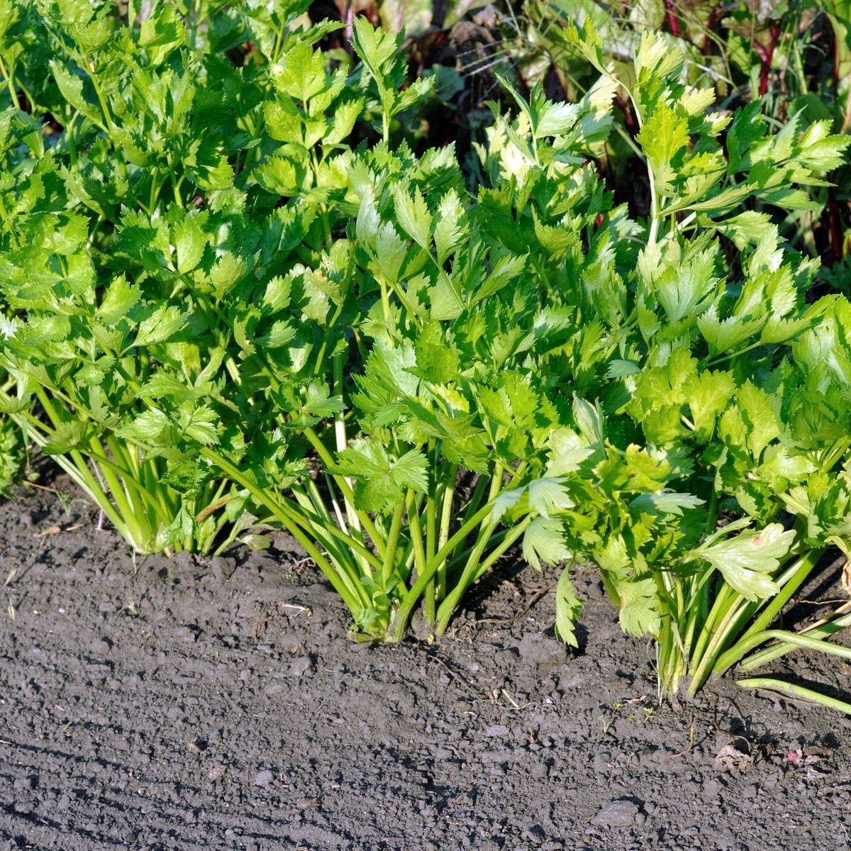 Celer řapíkatý Merlin - Apium graveolens var. - semena - 300 ks