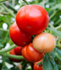 Rajče Rentita - Solanum lycopersicum - semena - 15 ks