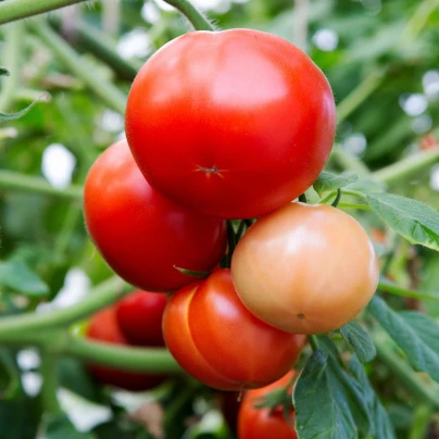 Rajče Rentita - Solanum lycopersicum - semena - 15 ks