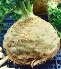 Celer bulvový Neon - Apium graveolens var. - semena - 300 ks