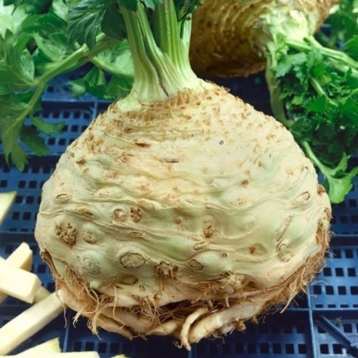 Celer bulvový Neon - Apium graveolens var. - semena - 300 ks