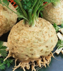 Celer bulvový Kompakt - Apium graveolens var. - semena - 300 ks