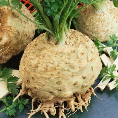 Celer bulvový Kompakt - Apium graveolens var. - semena - 300 ks