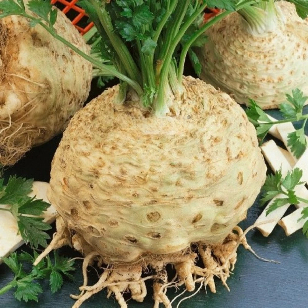 Celer bulvový Kompakt - Apium graveolens var. - semena - 300 ks