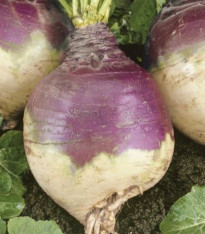 Tuřín Magres - Brassica napus var. napobrassica - semena - 200 ks