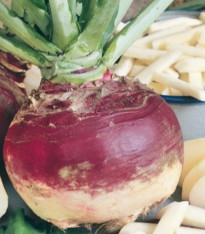 Tuřín Gowrie - Brassica napus var. napobrassica - semena - 200 ks