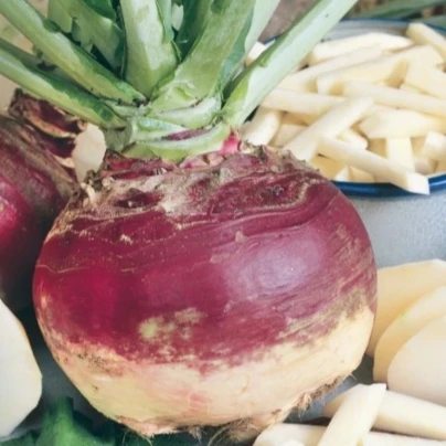 Tuřín Gowrie - Brassica napus var. napobrassica - semena - 200 ks