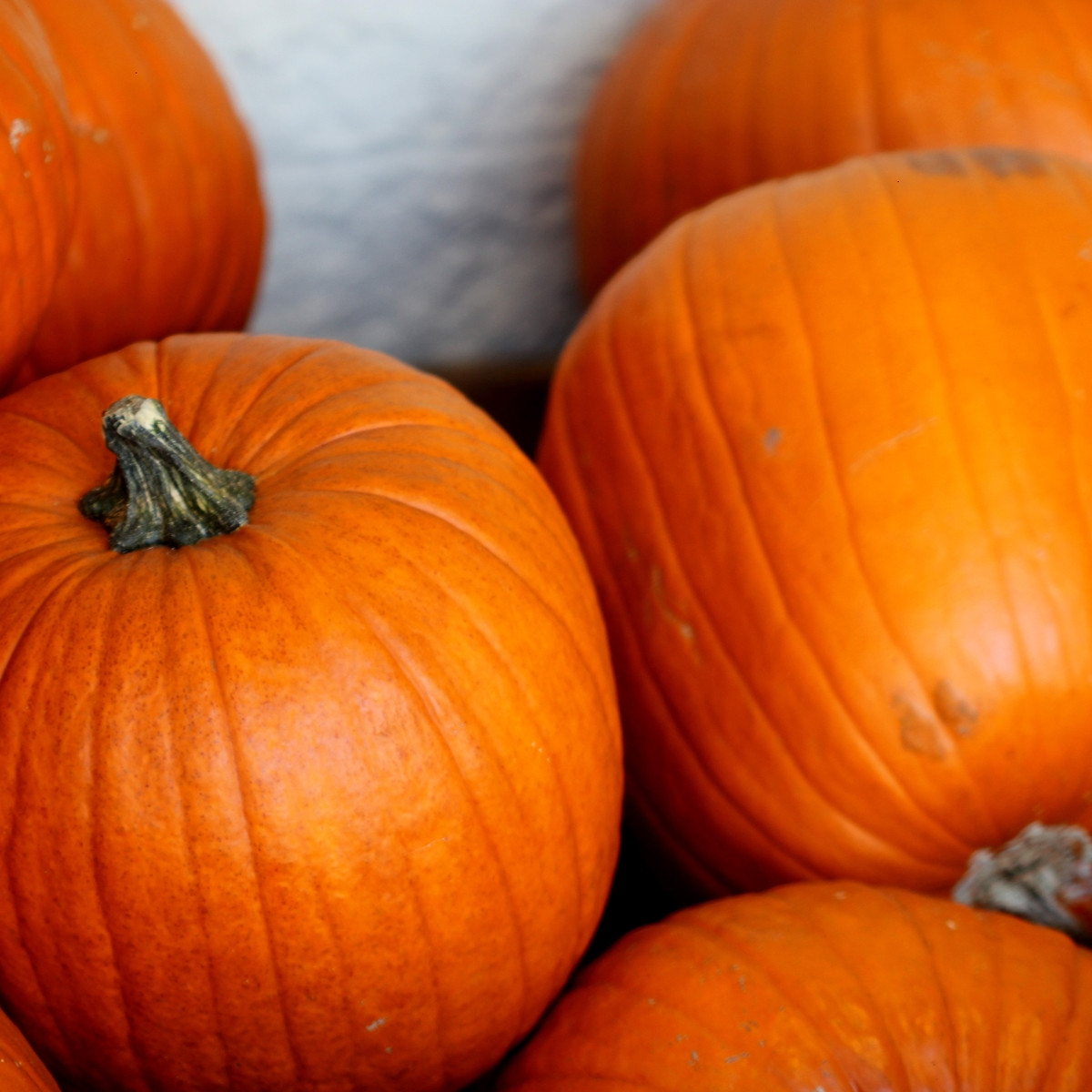 Tykev Jack O Lantern - Cucurbita pepo - semena - 7 ks