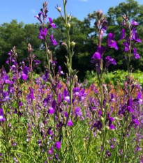 Lnice marocká Licilia Azure - Linaria maroccana - semena - 30 ks