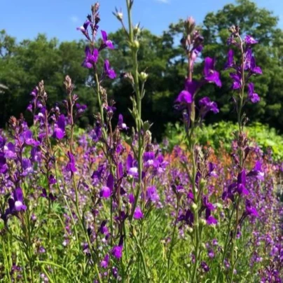 Lnice marocká Licilia Azure - Linaria maroccana - semena - 100 ks