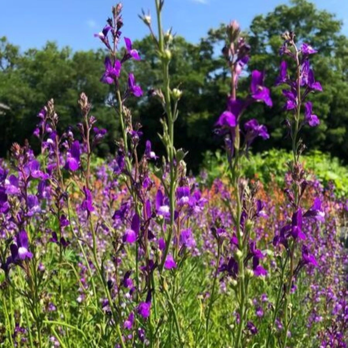Lnice marocká Licilia Azure - Linaria maroccana - semena - 100 ks