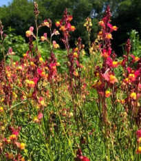 Lnice marocká Licilia Peach - Linaria maroccana - semena - 30 ks