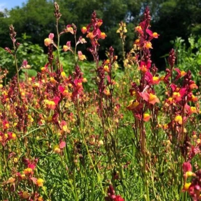 Lnice marocká Licilia Peach - Linaria maroccana - semena - 30 ks