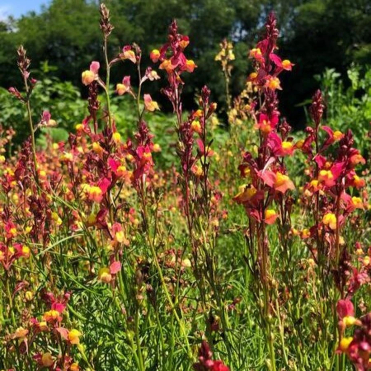 Lnice marocká Licilia Peach - Linaria maroccana - semena - 30 ks