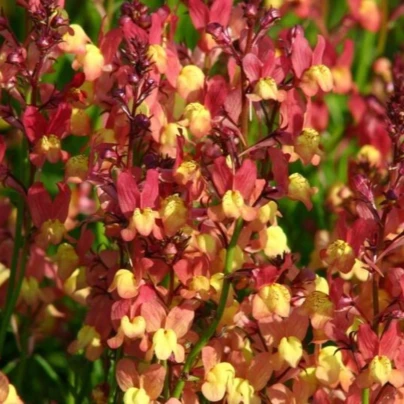 Lnice marocká Licilia Peach - Linaria maroccana - semena - 30 ks