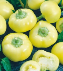 Paprika roční Jablina F1 - Capsicum annuum - semena - 10 ks