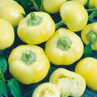 Paprika roční Jablina F1 - Capsicum annuum - semena - 10 ks