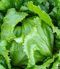 Salát ledový Stamir - Lactuca sativa L. var. capitata - semena - 300 ks