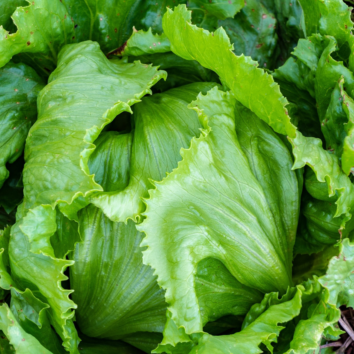 Salát ledový Stamir - Lactuca sativa L. var. capitata - semena - 300 ks