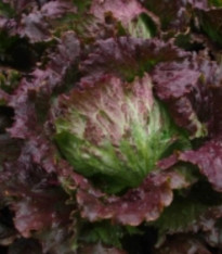 Semena salátu – Salát ledový Derel – Lactuca sativa var. capitata