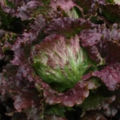 Semena salátu – Salát ledový Derel – Lactuca sativa var. capitata