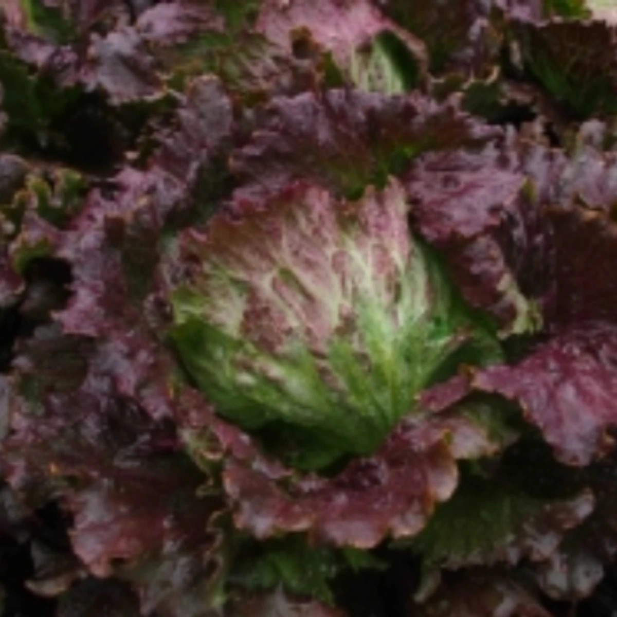 Semena salátu – Salát ledový Derel – Lactuca sativa var. capitata