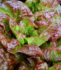 Salát římský Galba - Lactuca sativa var. longifolia - semena - 200 ks