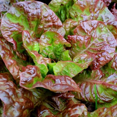 Salát římský Galba - Lactuca sativa var. longifolia - semena - 200 ks