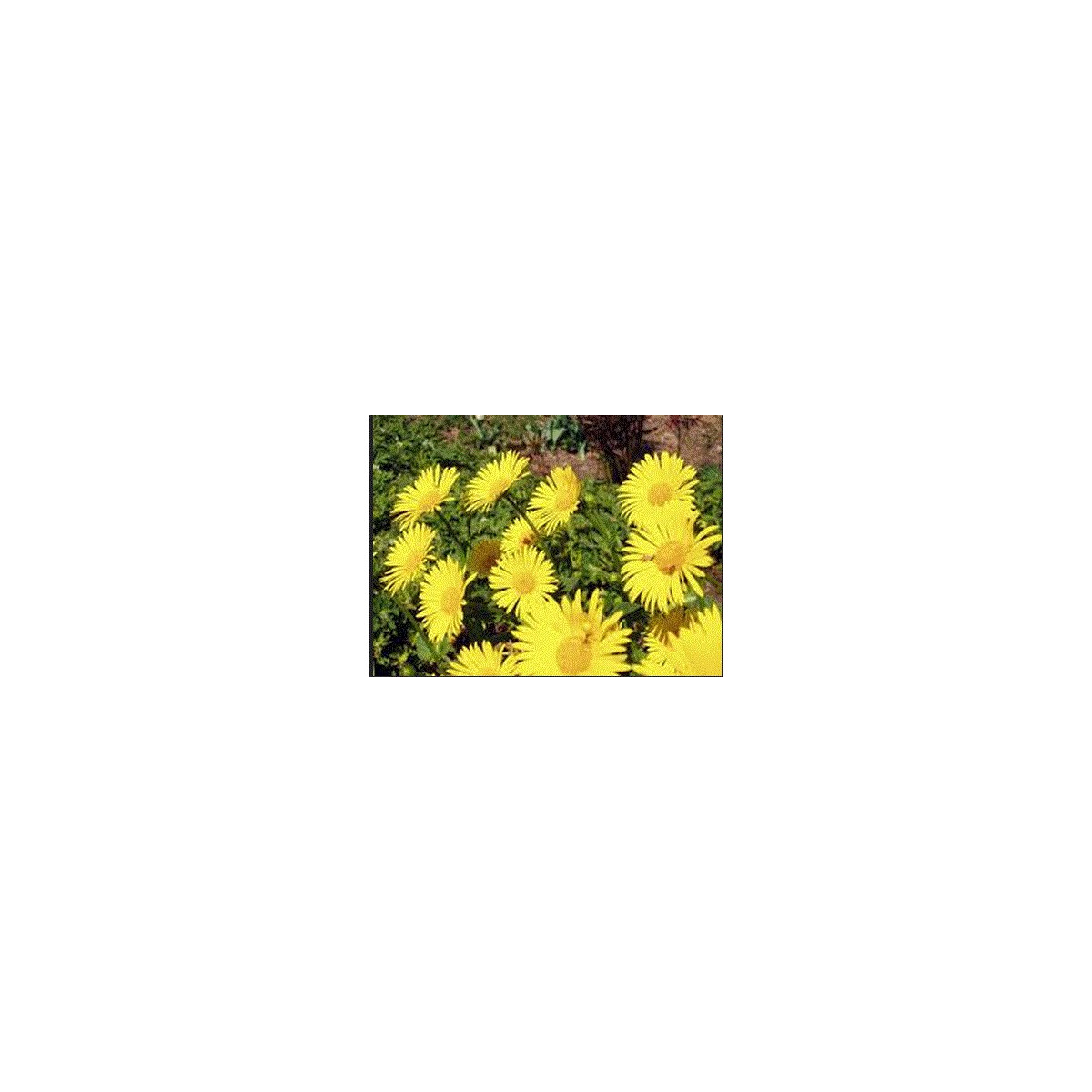 Směs letniček žlutých - semena Letniček - 0,9 g