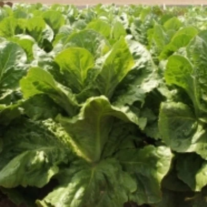 Salát římský Bertolt - Lactuca sativa var. longifolia - semena salátu - 200 ks