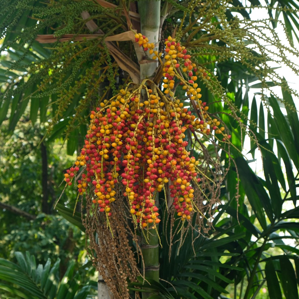 Palma Ptychosperma - Ptychosperma sp. Black fruit - semena - 3 ks