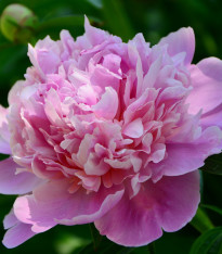 Pivoňka Dr. Alex Flamming - Paeonia lactiflora - cibuloviny - 1 ks