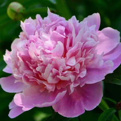 Pivoňka Dr. Alex Flamming - Paeonia lactiflora - cibuloviny - 1 ks