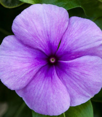 Barvínek Vitesse Blue F1 - Catharanthus - semena - 30 ks