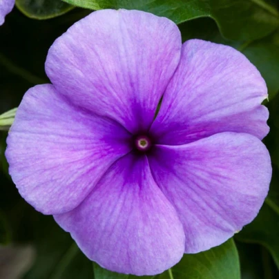 Barvínek Vitesse Blue F1 - Catharanthus - semena - 30 ks