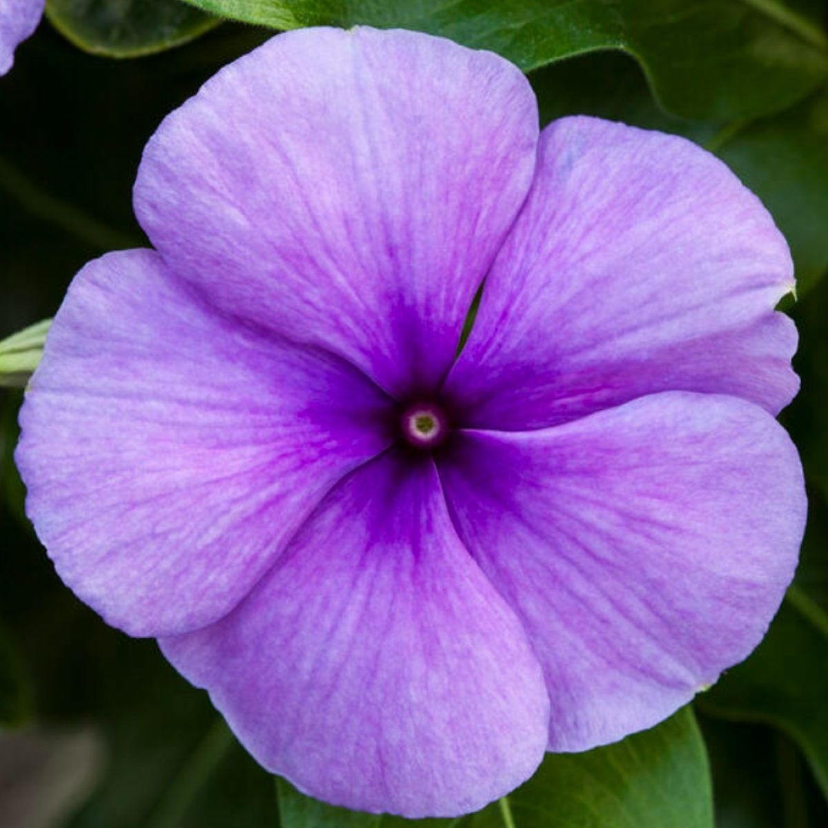 Barvínek Vitesse Blue F1 - Catharanthus - semena - 30 ks