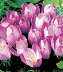 Krokus Zonatus - Crocus - cibuloviny - 3 ks