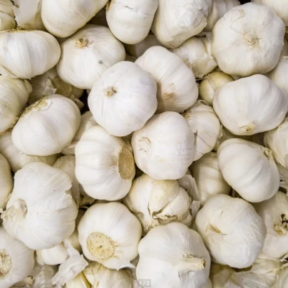 Sadbový česnek Messidrome bílý - Allium sativum - nepaličák - cibule česneku - 1 balení