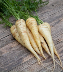 BIO Mrkev bílá Küttiger - Daucus carota - bio semena - 200 ks