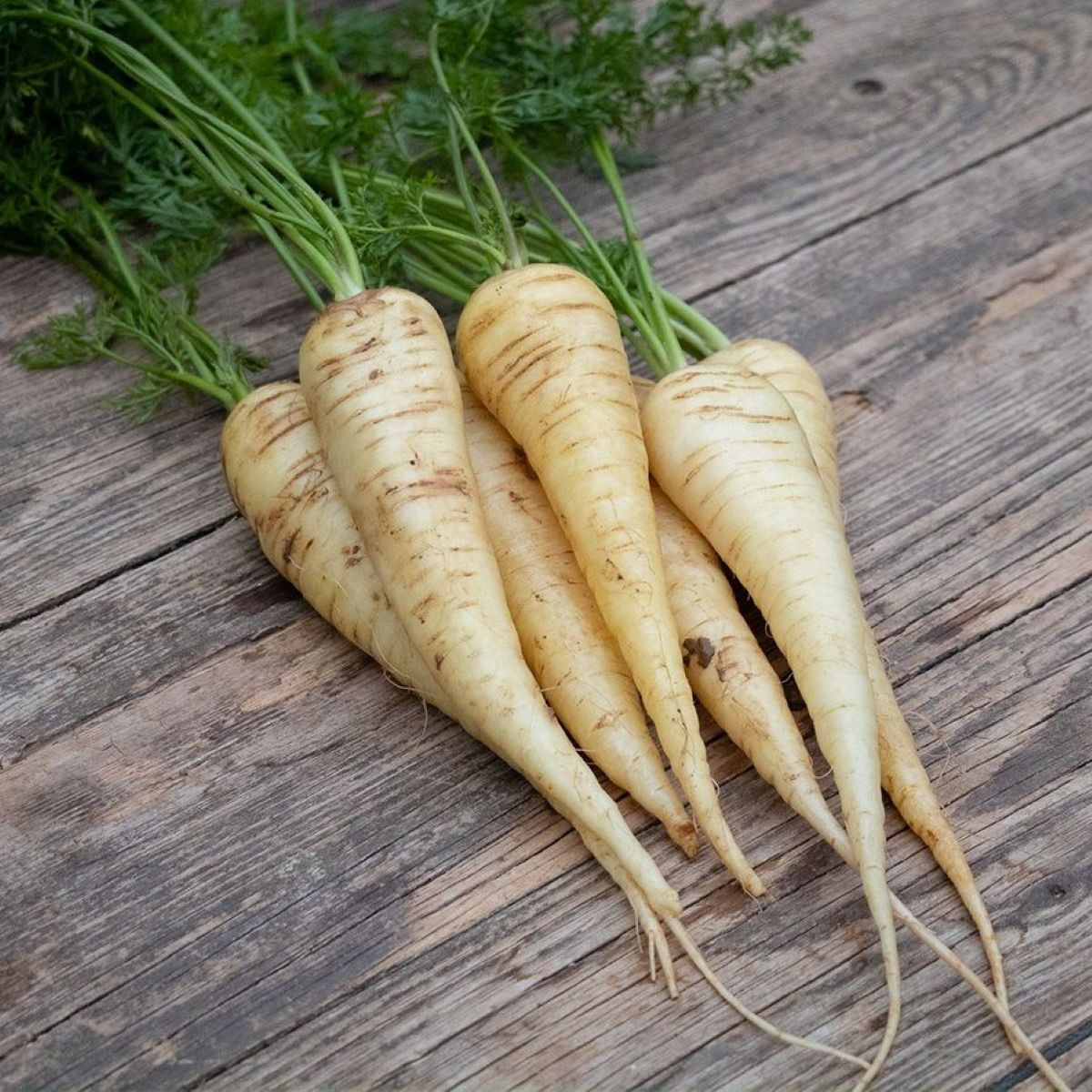 BIO Mrkev bílá Küttiger - Daucus carota - bio semena - 200 ks