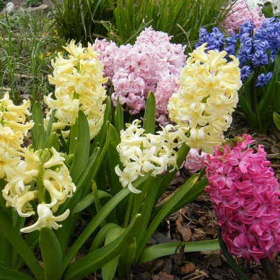 Směs hyacintů - Hyacinthus - cibuloviny - 5 ks