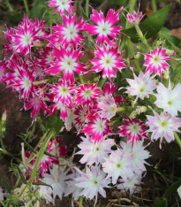 Plaménka Drummondova směs barev - Phlox drum. mix - semena - 100 ks